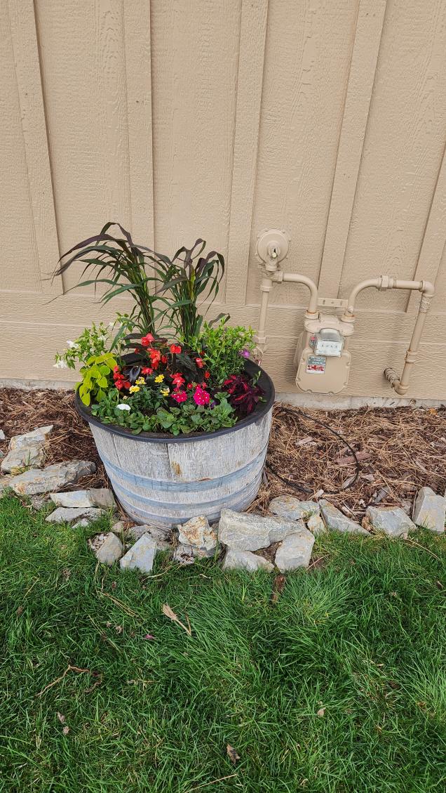 Half whiskey barrel planter filled with colorful annual flowers and ornamental grass