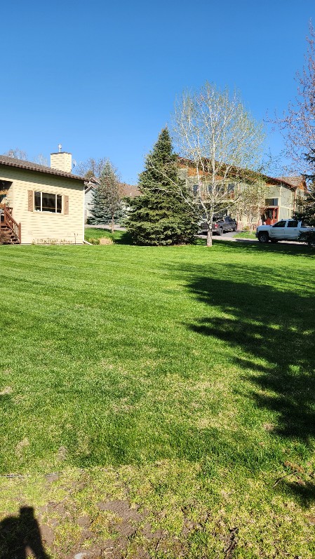 Freshly mowed residential backyard lawn with manicured stripes and a mature evergreen tree
